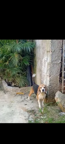 Cadela beagle pura com muito padrão 3 anos e meio só tem duas crias