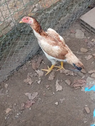 Franga de raça
