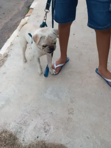 Pug para cruzar