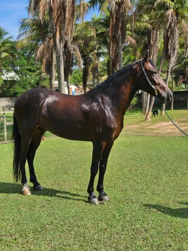 Cavalo castanho
