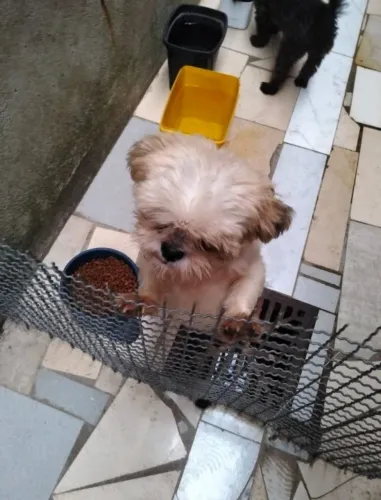 Shitzu macho adulto 2 anos 