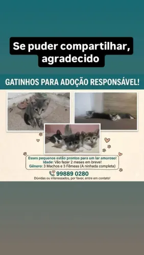 Gatos para doação responsável