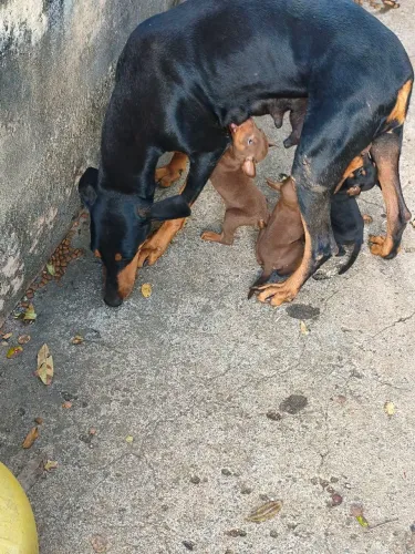 Vende-se cachorro doberman 