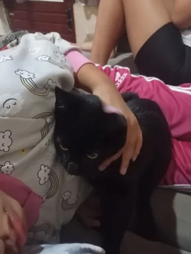Doa se gatinho macho todo preto