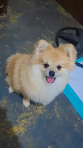 Spitz Alemão Macho 