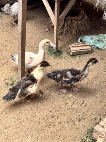 Patos