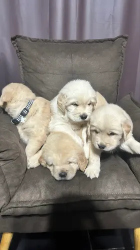 Filhotes Golden Retriever.
