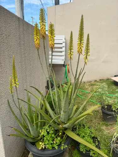 Vende-se Aloe Vera 