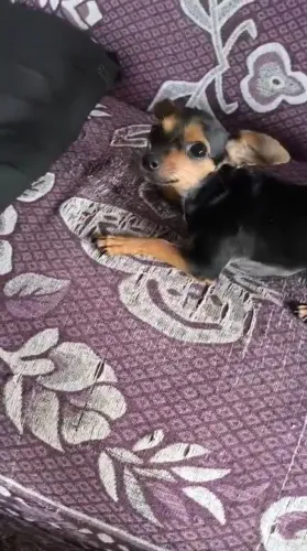 Pinscher Fêmea (99,99 DE SER 0)6 meses