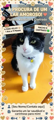 Gatos para adoção 