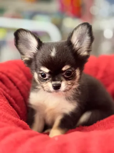 Chihuahua Promoção 
