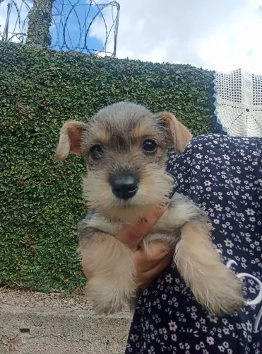Schnauzer fêmea 