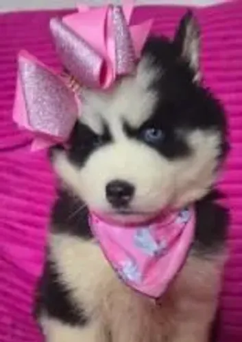 Husky siberiano Um pet cheio de carinho esperando por você