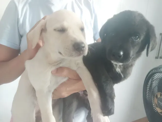 Adoção de cachorrinhas fêmea