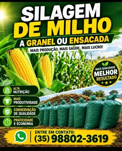 Silagem de milho
