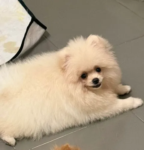 Spitz alemão 