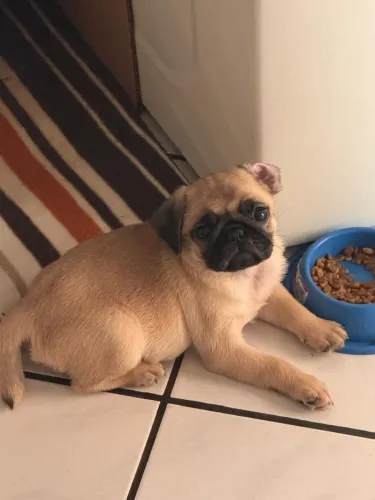 Filhote de pug puro