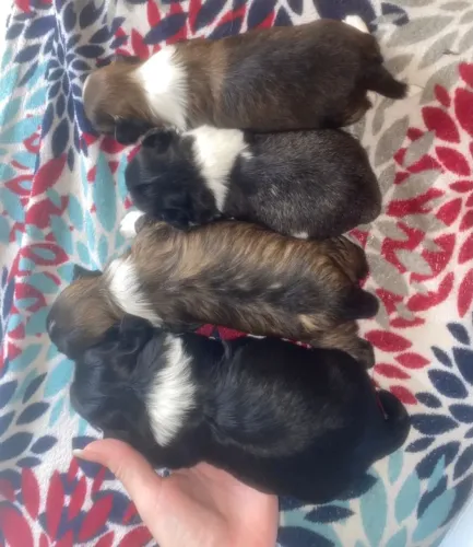 Vendo ( filhotes de shih-tzu puro), no precinho