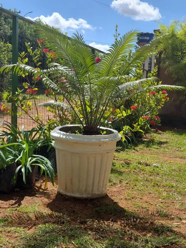 Planta cica-Palmeira de jardim