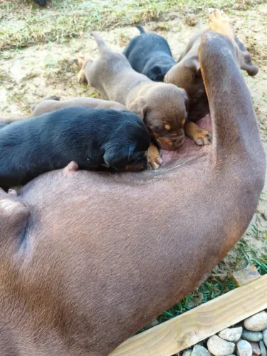 Filhotes de Cachorro Dobermann com pai labrador - 600 reais cada porque não são puros