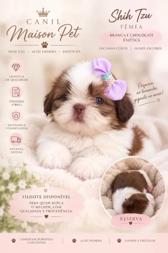 Shih tzu fígado , olhos claros e fucinho rosa com pedigree
