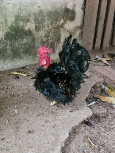 Vende se galinho frisado polaquinho