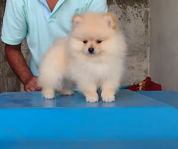 SPITZ ALEMÃO CANIL 