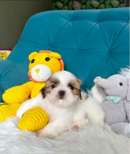 Shihtzu a pronta entrega machos e fêmeas