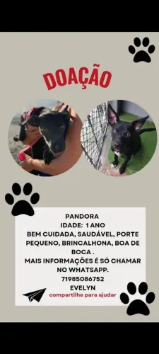 Doação de cadela 