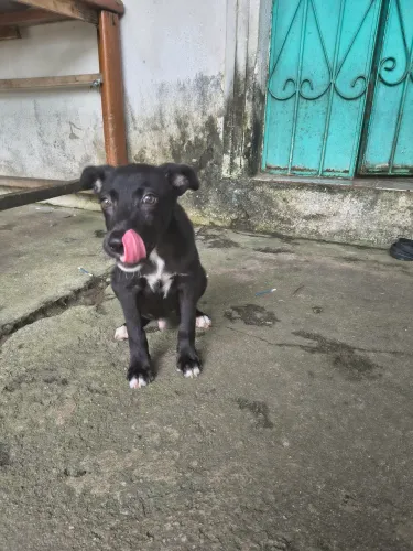 Doação de cachorro macho 