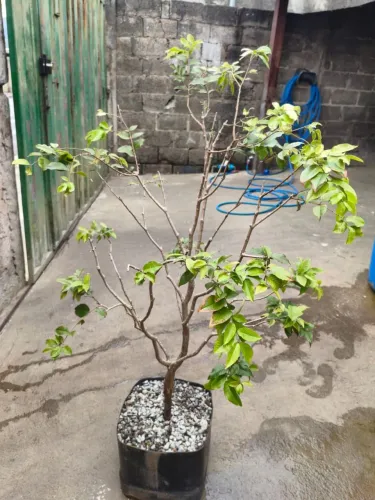 Pe de Jabuticaba