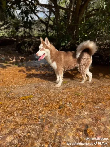 Husky siberiano puro