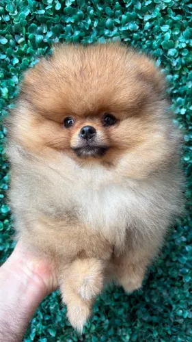 Spitz Alemão 