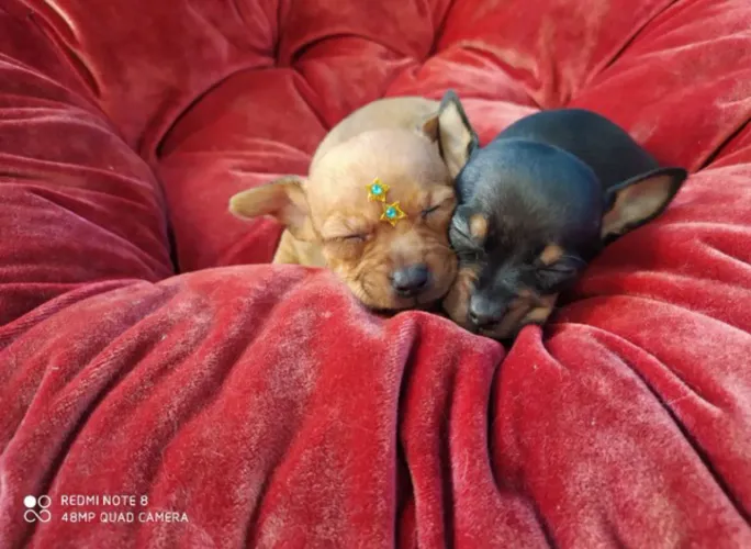 Lindos filhotes de Pinscher miniatura 