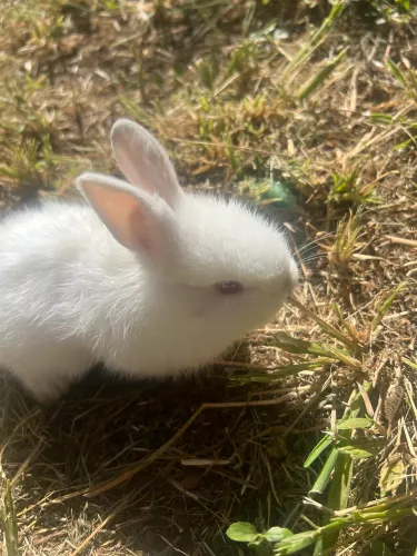 Coelho  ALBINO de olhos vermelhos. Filhote 