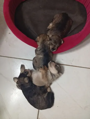 Filhotes de Schnauzer 