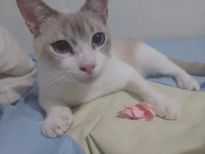 Doação, gatinho de 3 patas. Macho.