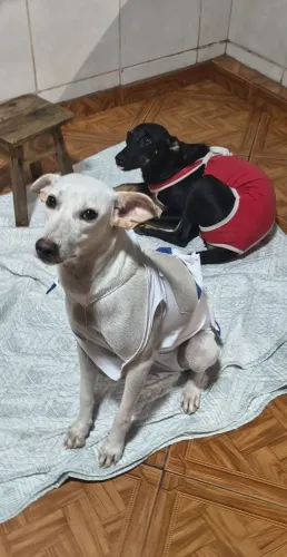 Fêmeas castradas e dóceis 1 ano