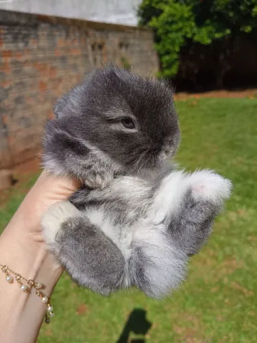 Mini coelho Teddy Dwerg