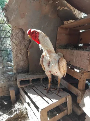 Frango bico de maritaca