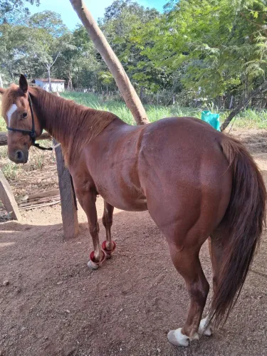 Cavalo Quarto de Milha - Três tambores 