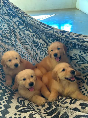 Golden retriever