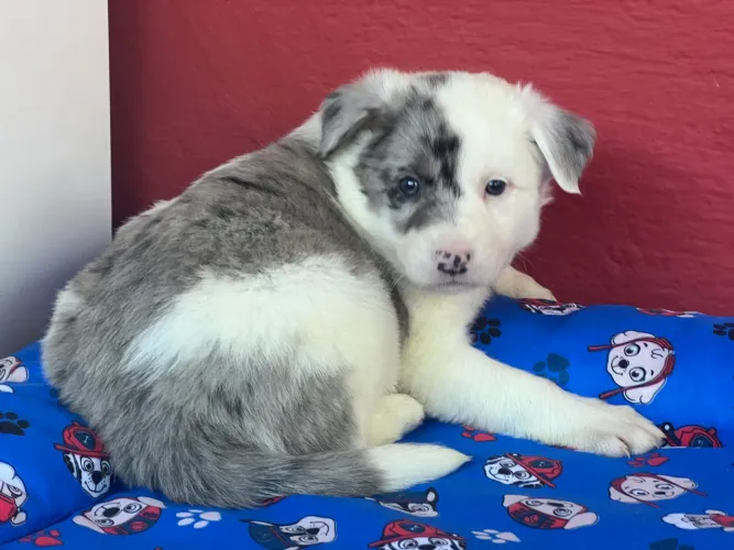 Fêmea Blue Merle:: Border Collie 