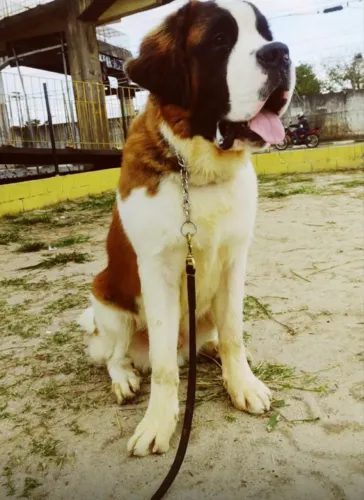 Filhote de sao bernado macho