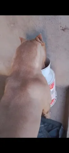 Pitmonster para cobertura