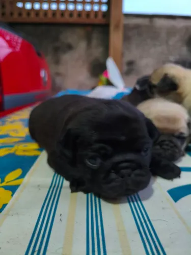 Filhotes de pug