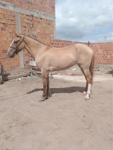 Potra 2 anos e 8 meses mangalarga