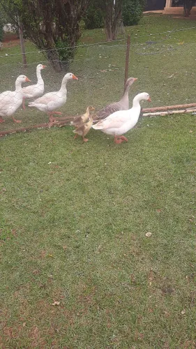 Casal de gansos com 2 filhotes