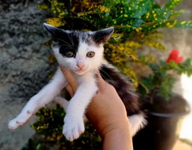 Doação de filhotes de gato macho( tenho dois disponíveis)