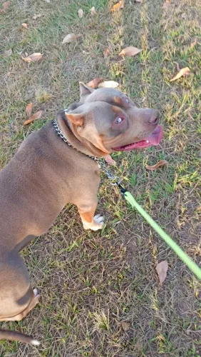 American Bully para cobertura 